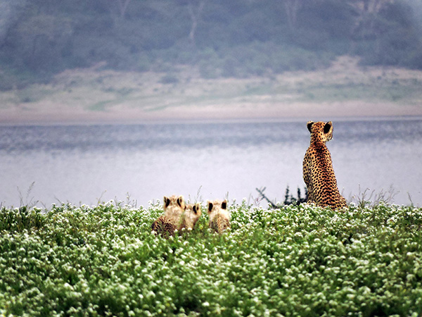 Cheetah and her cubs in Ndutu - Photo by Dave Van Rooy