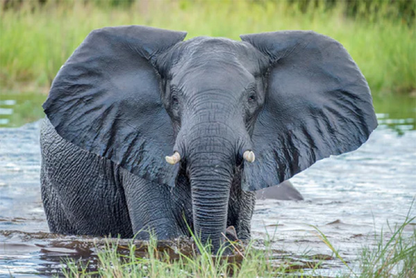 An elephant in Botswana - Photo by Felix M. Dorn on Unsplash