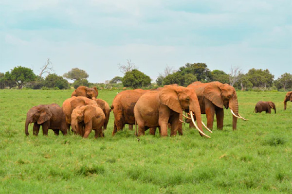 Elephants - Photo by Damian Patkowski on Unsplash