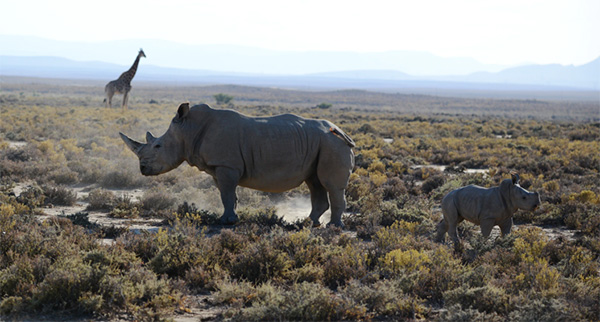 Rhinos - Photo by Ken Goulding on Unsplash