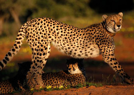 Cheetahs seen at Tawalu Kalahari