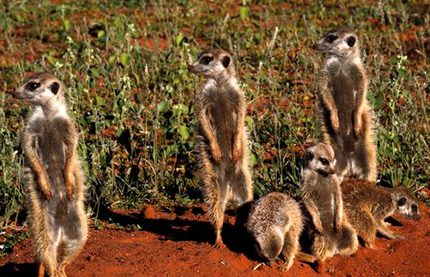 Meerkats seen in Tawalu Kalahari