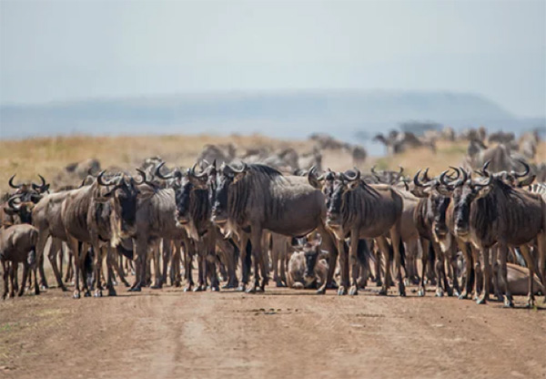 Wildebeest Migration - Photo by David Clode on Unsplash