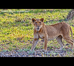 Zakouma National Park with Cindi LaRaia, March 10-18, 2026 Group Trip