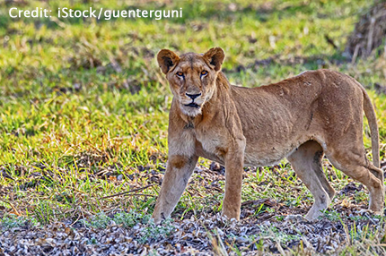 Zakouma National Park with Cindi LaRaia, March 10-18, 2026 Group Trip