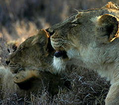 12 Night Nairobi, Lewa Conservancy, Masai Mara, Tarangire National Park and Northern Serengeti, August 1-13 2023 Group Trip