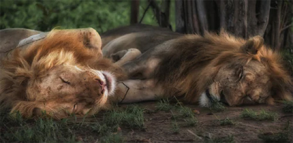 Two lions - Photo by Johanneke Kroesbergen-Kamps on Unsplash