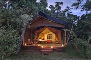 Elephant Pepper Camp - Masai Mara