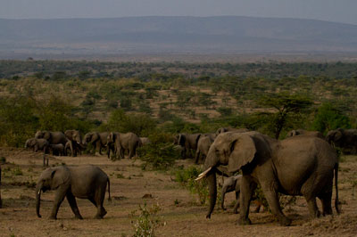 Kicheche Laikipia Camp - Laikipia - Kenya Safari Camp