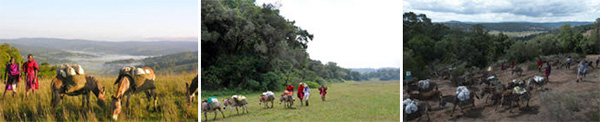 Donkey caravan - Loita Hills, Kenya