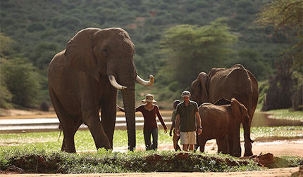 Walking with elephants - Ol Jogi Private Wildlife Conservancy - Northern Laikipia, Kenya