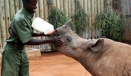 Wildlife Rescue Centre - Ol Jogi Private Wildlife Conservancy - Northern Laikipia, Kenya