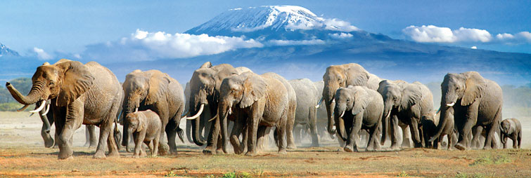 Ol Tukai Lodge - Amboseli National Park - Kenya Safari Lodge