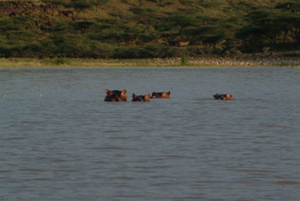 Lake Baringo Island Camp - Lake Baringo - Kenya Safari Camp