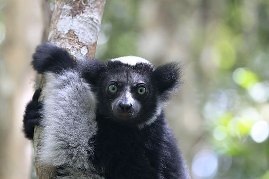 Indri Indri - Andasibe National Park