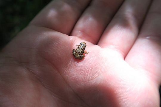 smallest frogs in the world in Madagascar