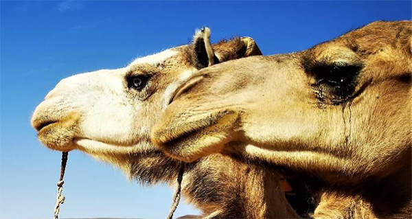 Camels - Western Sahara, 10 Day Trip