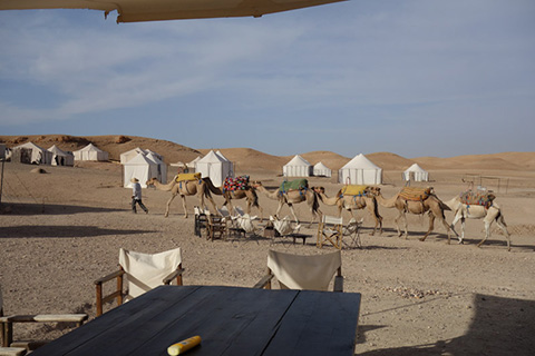 Riding camels in Sahara desert