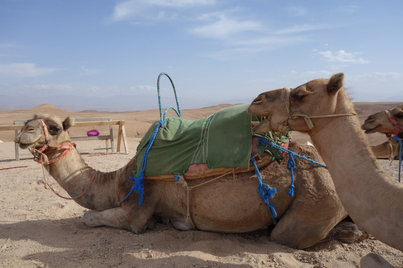 Camels in Sahara desert