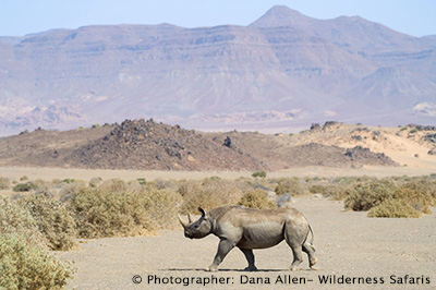 Black Rhino In Damaraland
