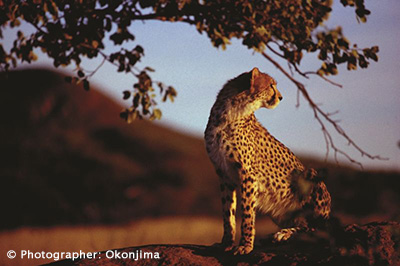 Cheetah at Africat Foundation