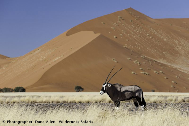 Gemsbok in Sossusvlei, Namibia.  Photographed by Dana Allen