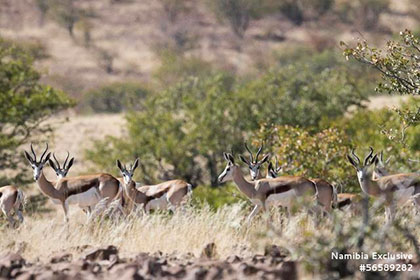 antelopes at Omatendeka Lodge - Damaraland, Namibia