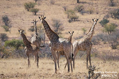 giraffes at Omatendeka Lodge - Damaraland, Namibia