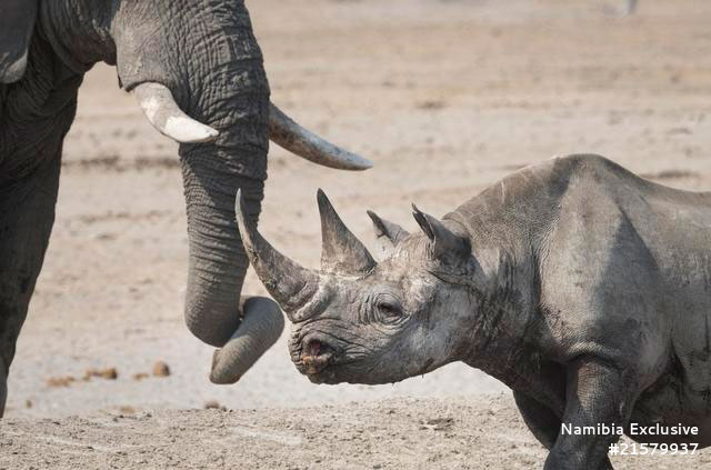 Rhino and elephant - Sheya Shuushona Lodge - Etosha National Park, Namibia