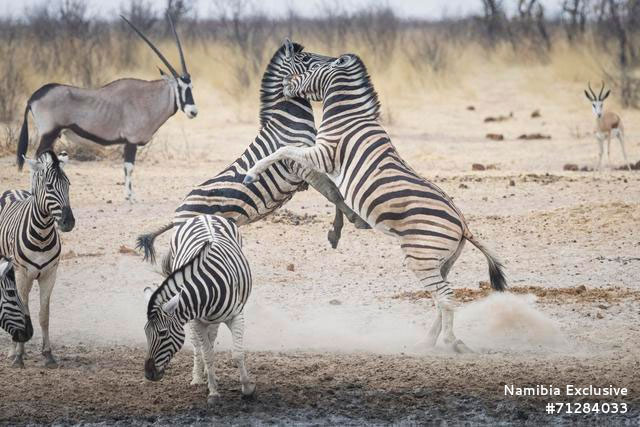 zebras - Sheya Shuushona Lodge - Etosha National Park, Namibia