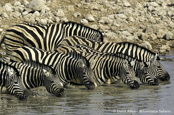 Zebra drinking at Etosha Waterhole