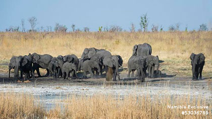Elephants in the water hole - Xaudum Lodge - Khaudum National Park, Namibia