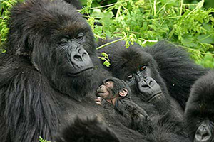 Gorilla family in Parc National des Volcans, Rwanda