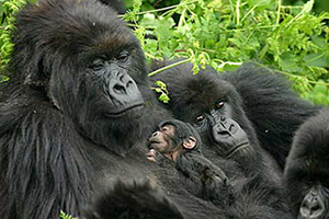 Mountain Gorilla in Rwanda