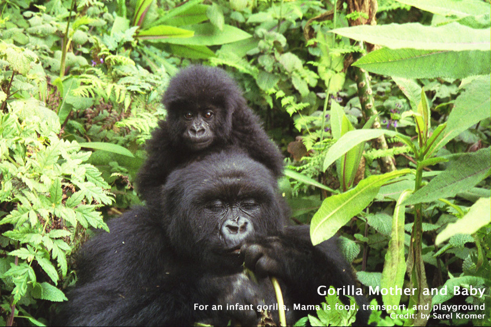 Gorilla Mother and Baby - Parc National des Volcans, Rwanda