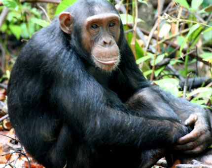 Chimpanzee trekking - Nyungwe National Park - Rwanda Safari Lodge
