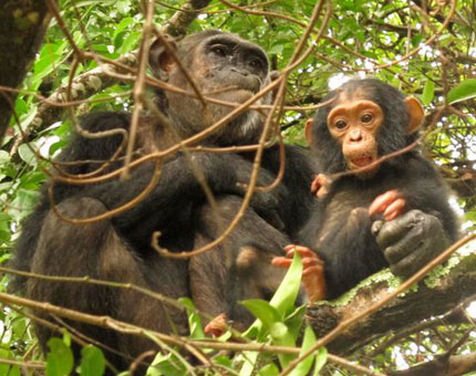 Chimpanzee trekking - Nyungwe National Park - Rwanda Safari Lodge