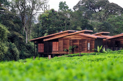 Nyungwe Forest Lodge - Nyungwe National Park - Rwanda Safari Lodge