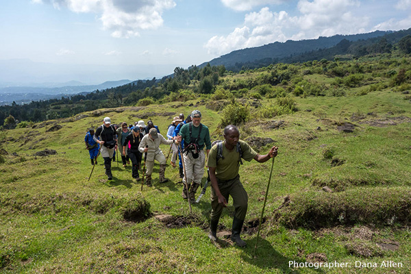 Mountain gorilla trekking in Volcanoes National Park