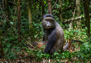 Golden Monkey Trek in Rwanda