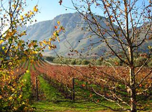 Winelands in South Africa