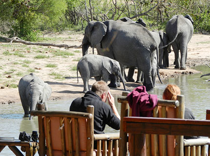Gomo Gomo Game Lodge - Timbavati Private Game Reserve - South Africa Safari Lodge