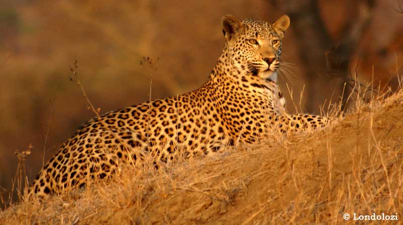 Londolozi - Sabi Sands Game Reserve, South Africa