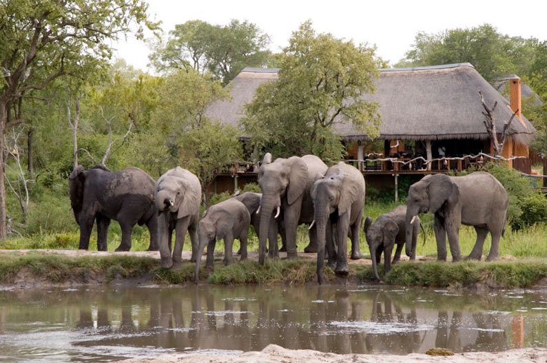 Simbambili Game Lodge - Sabi Sands Game Reserve - South Africa Safari Lodge