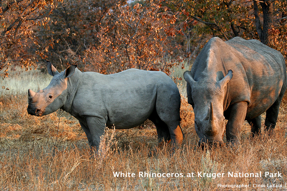White rhinoceros at Kruger National Park