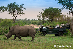 White Rhinos at Tanda Tula Safari Camp in Kruger Park, South Africa