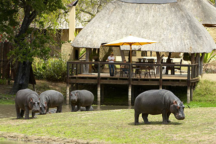 Arathusa Safari Lodge - Sabi Sand Reserve - South Africa Safari Lodge