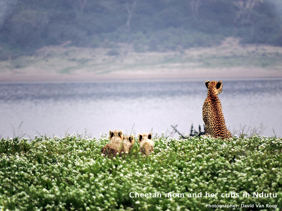 Cheetah mom and her cubs in Ndutu