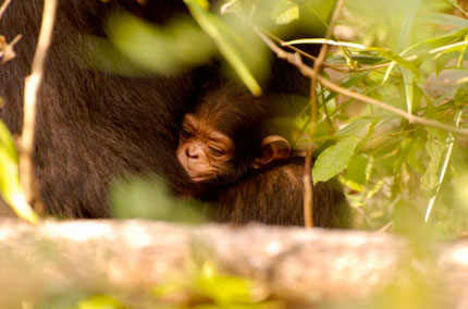 Gombe Forest Lodge - Gombe Stream National Park, Lake Tanganyika - Tanzania Island Lodge