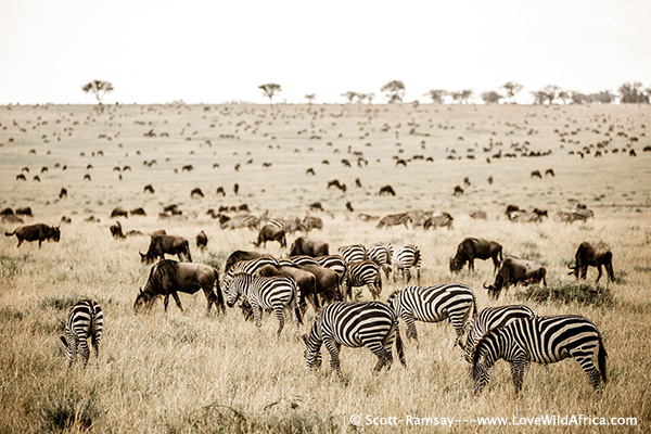 Serengeti Vast Plain - copyright Scott Ramsay